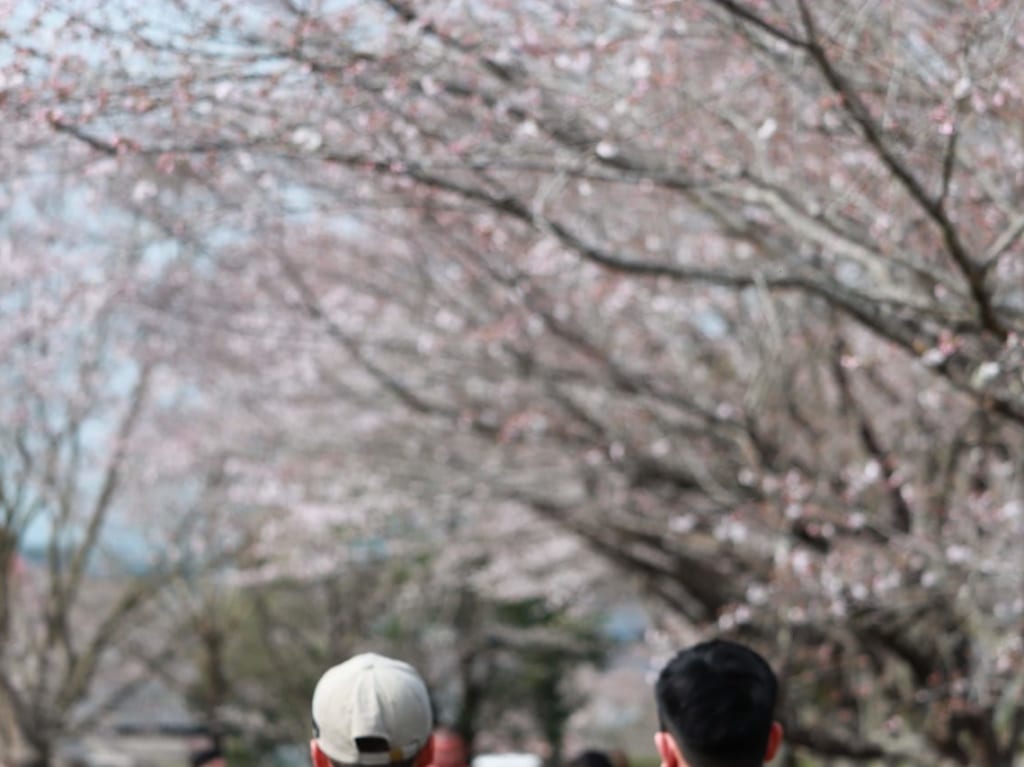 旭ヶ丘公園の桜